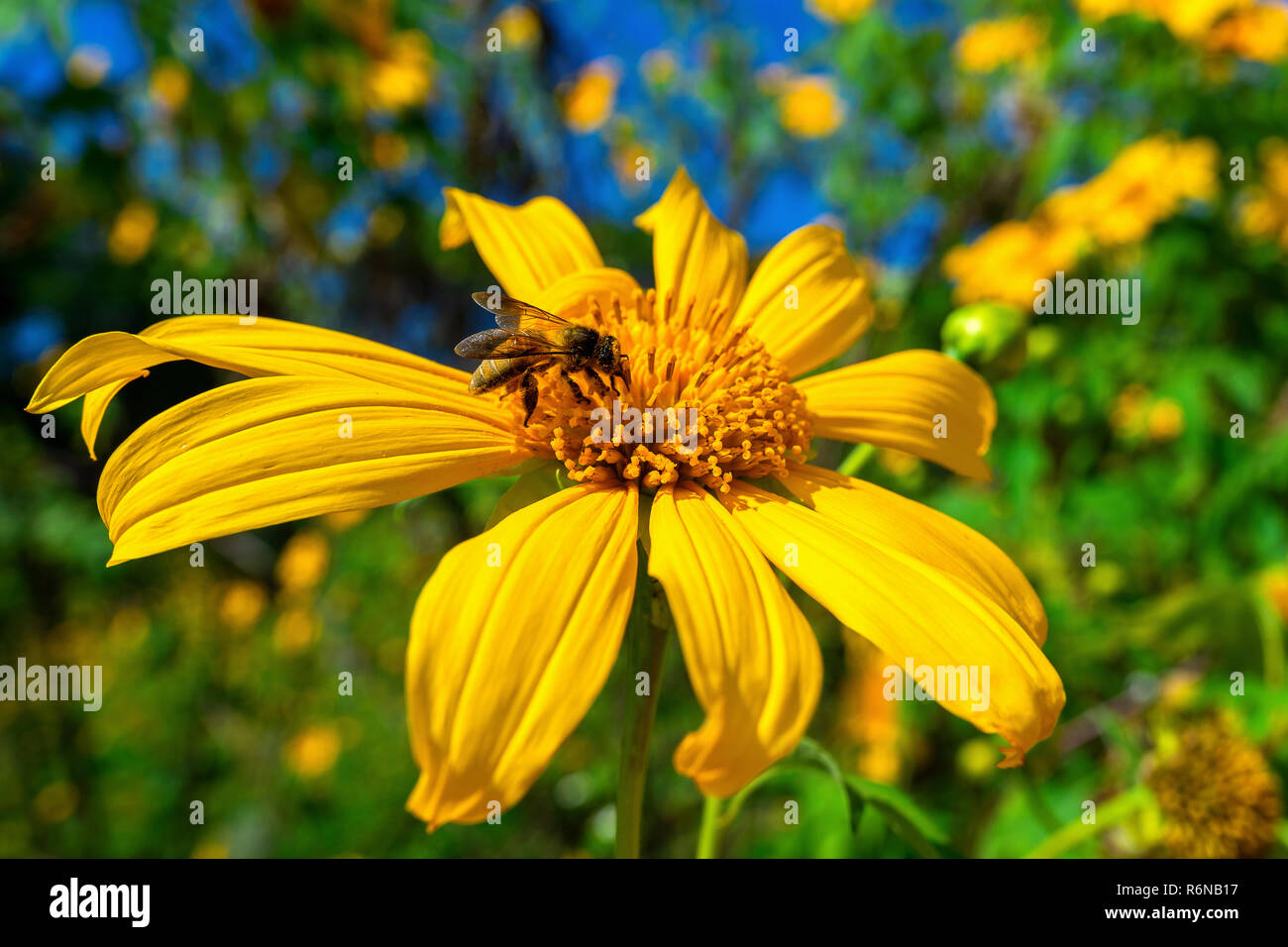 Bee on Tree marigold or Mexican flower blooming and blue sky. Stock Photo