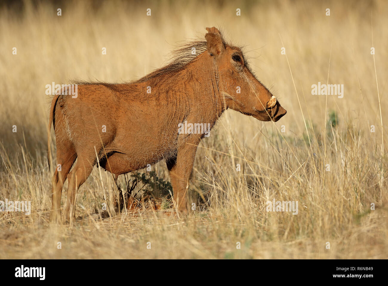 Warthog in natural habitat Stock Photo