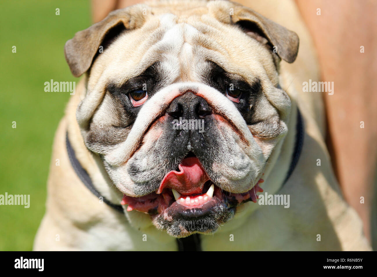 english bulldog rope