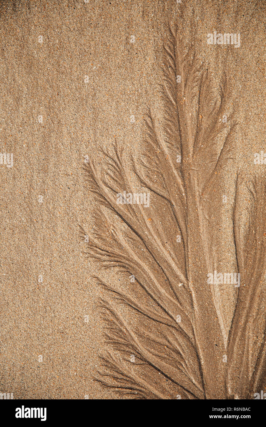 Seaweed in the Sand Stock Photo Alamy