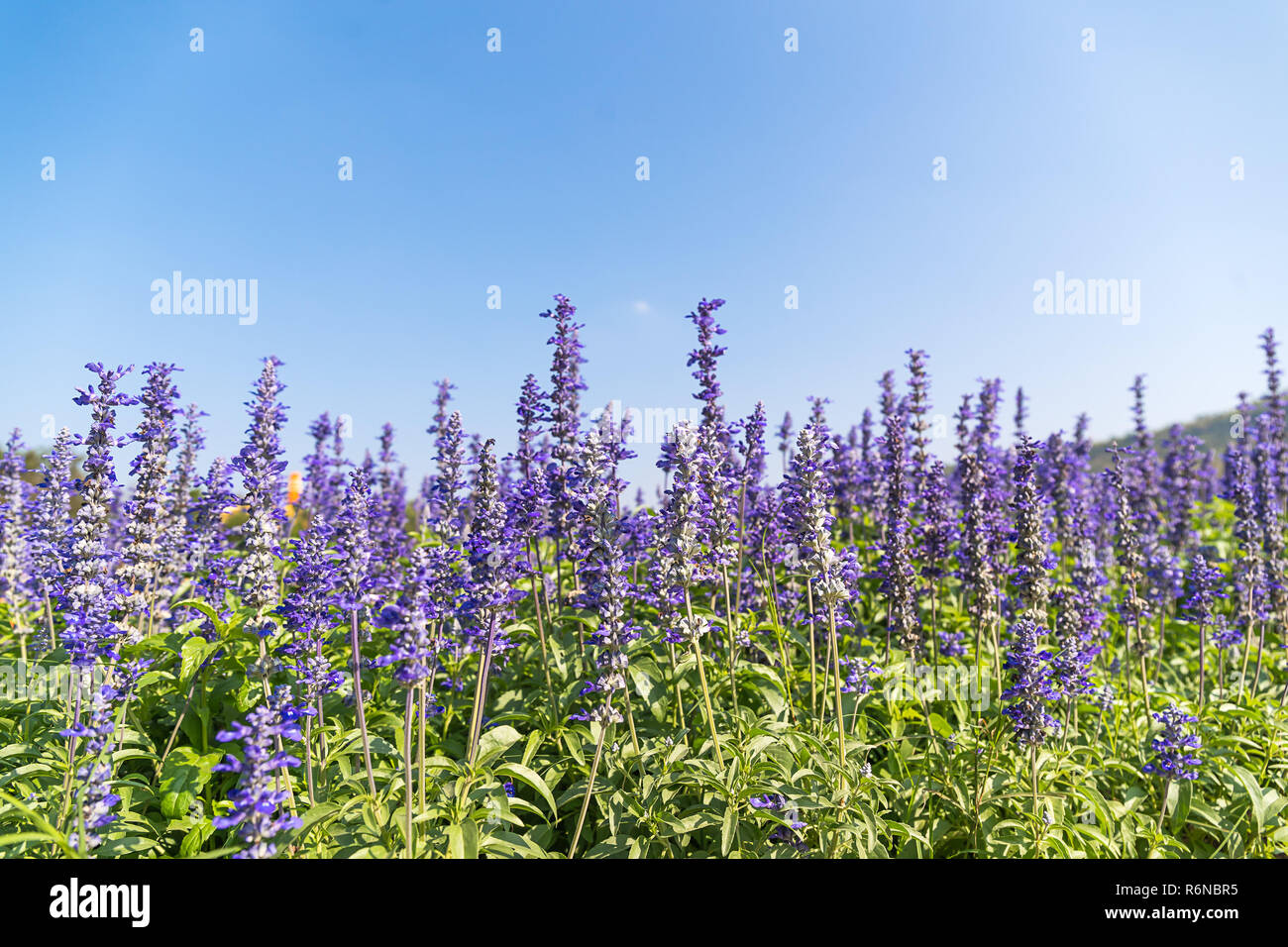 Blue Salvia flowers blooming in the garden Stock Photo
