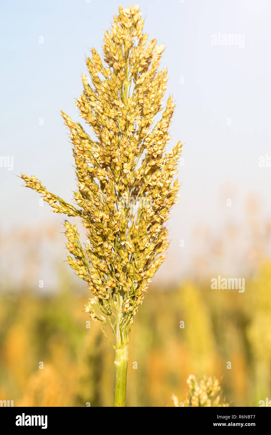 Pearl millet flour hi-res stock photography and images - Alamy