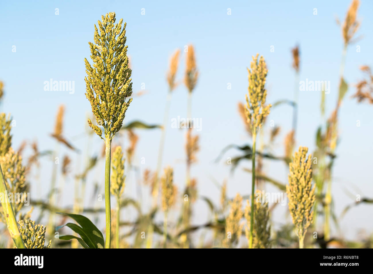 Glutinous millet hires stock photography and images Alamy