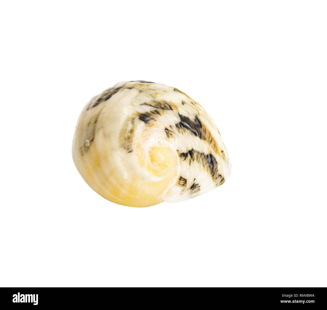 Seal Shell Close up Marine sea shell isolated Stock Photo - Alamy