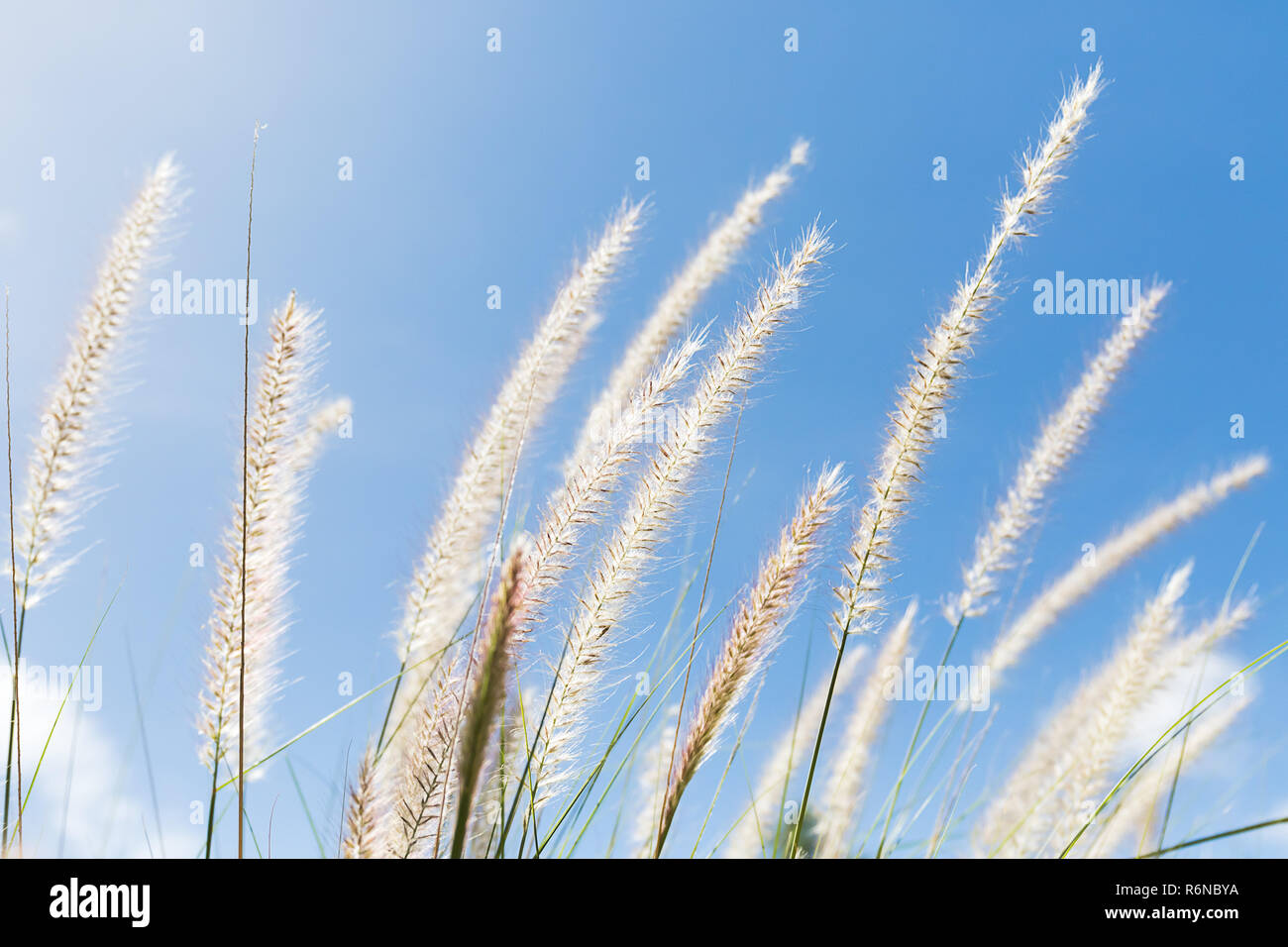 Cogon Grass on blue sky background Stock Photo