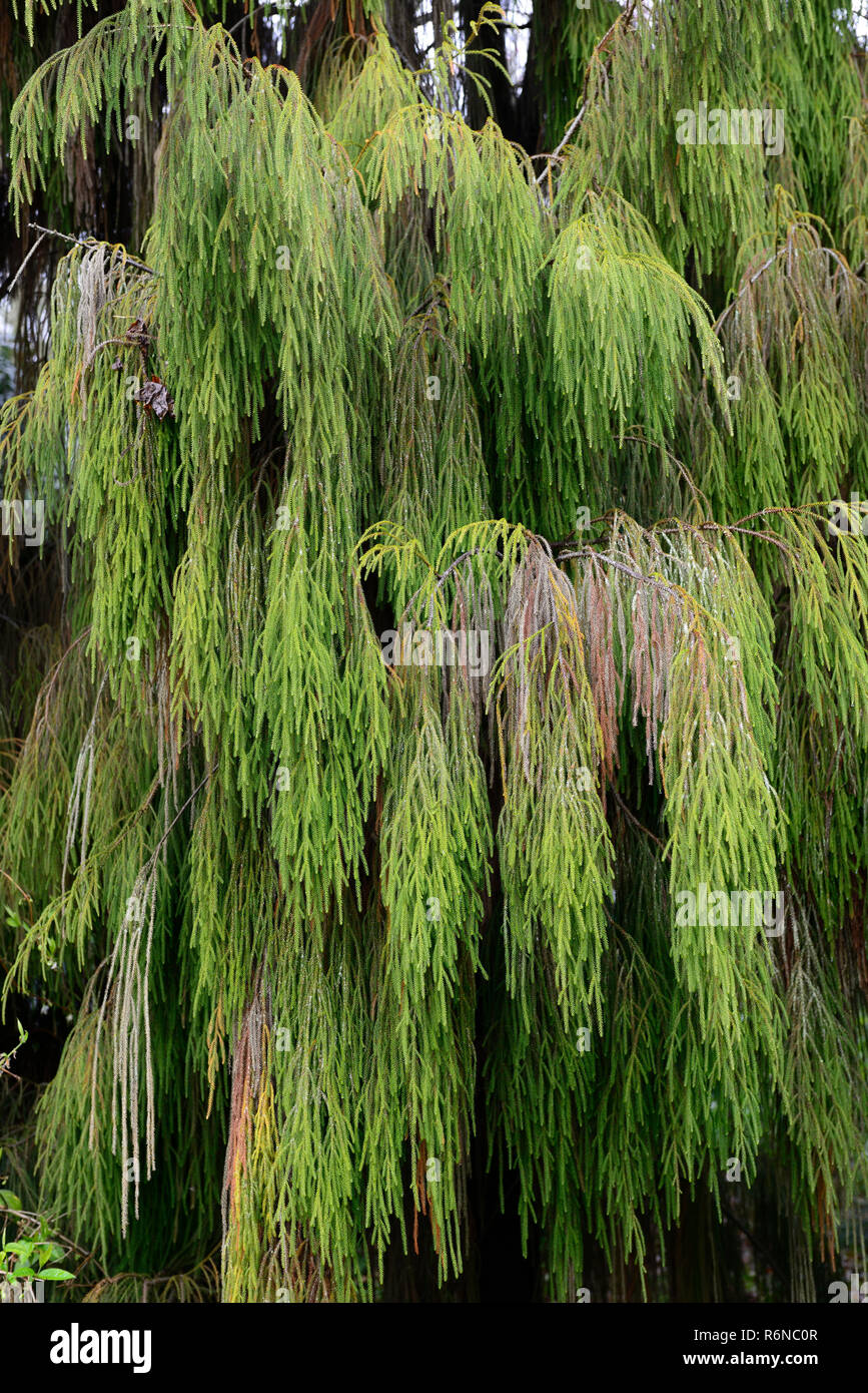 Dacrydium cupressinum,Rimu,New Zealand Rimu,evergreen,conifer,conifers,needles,leaves,coniferous,tree,trees,RM Floral Stock Photo