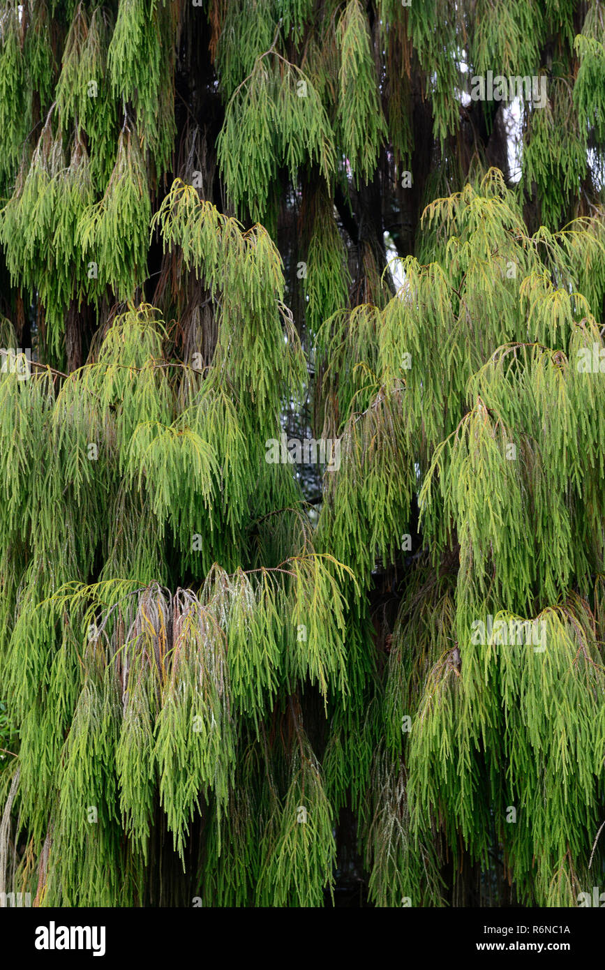 Dacrydium cupressinum,Rimu,New Zealand Rimu,evergreen,conifer,conifers,needles,leaves,coniferous,tree,trees,RM Floral Stock Photo