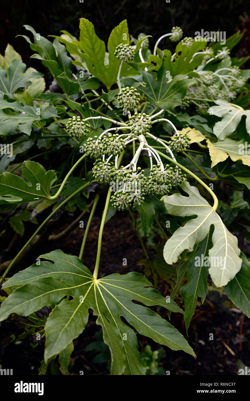 Fatsia japonica,Japanese aralia,Araliaceae,leaves,foliage,seeds,seed pods,fruiting body,garden,RM Floral Stock Photo