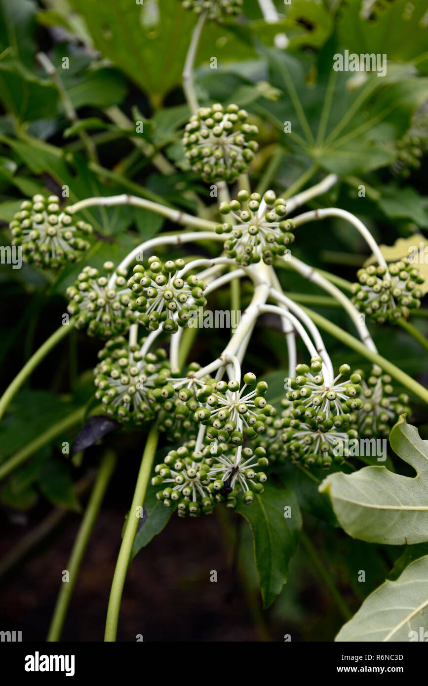 Fatsia japonica,Japanese aralia,Araliaceae,leaves,foliage,seeds,seed pods,fruiting body,garden,RM Floral Stock Photo