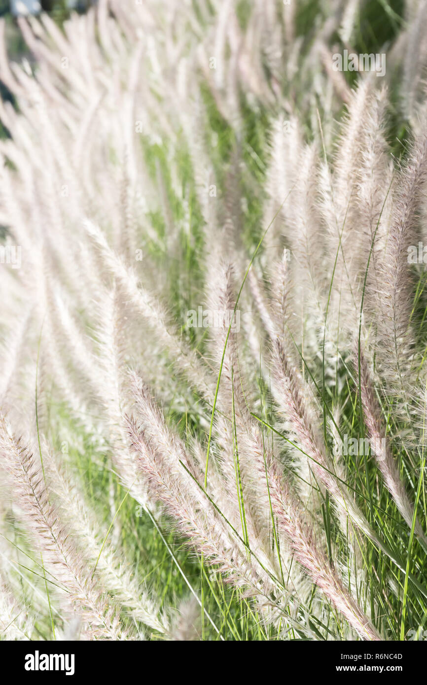 Feather grass in nature Stock Photo