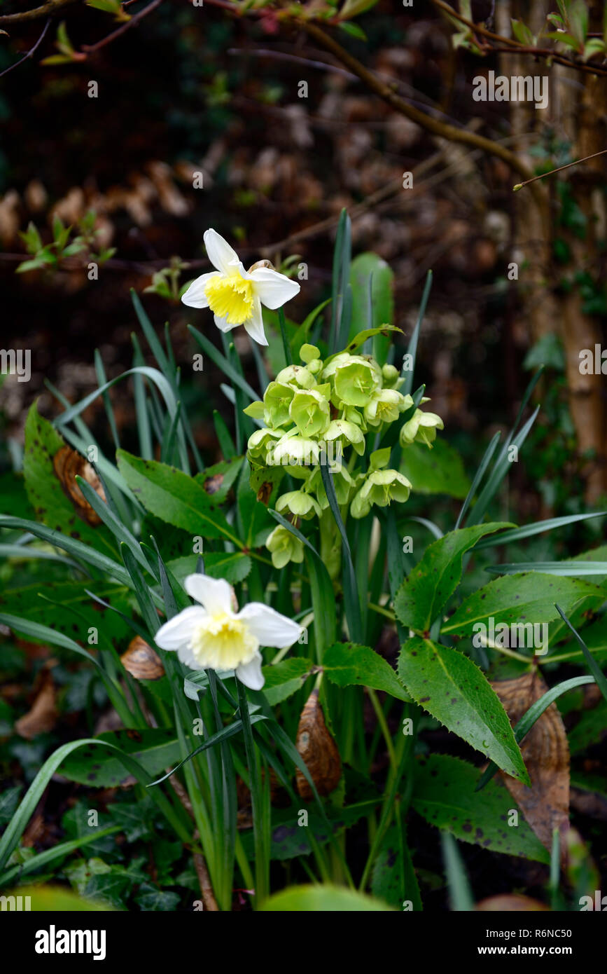 helleborus foetidus,hellebores,stinking hellebore,leaf spot,rust,disease,RM Floral Stock Photo