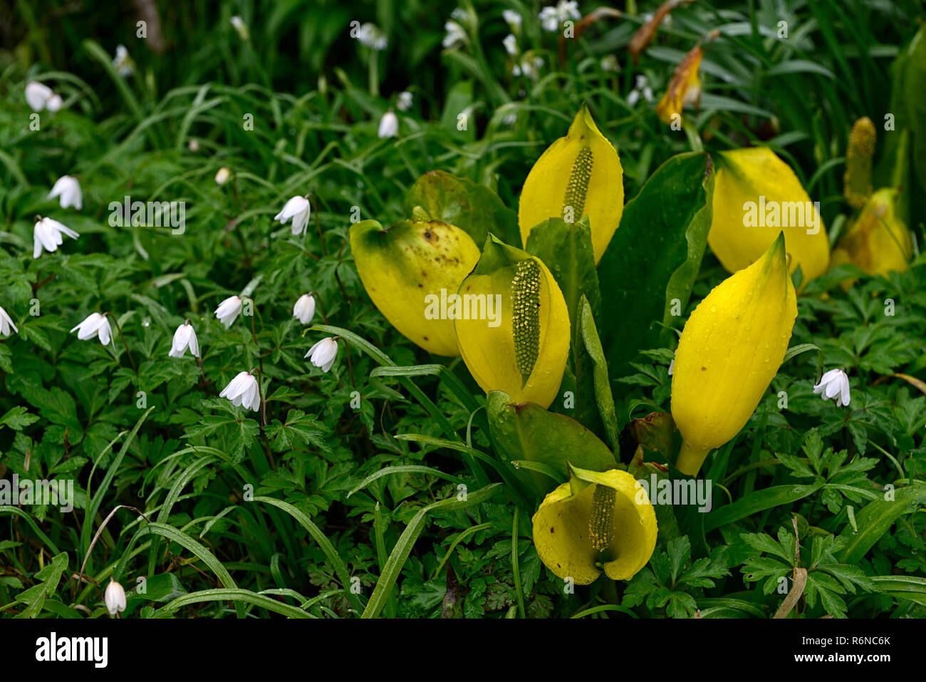 Lysichiton americanus,yellow,skunk cabbage,anemone nemorosa,White Wood Anemone,white,flowers,flowering,bloom,blooming,spring,perennials,bog,water,aqua Stock Photo