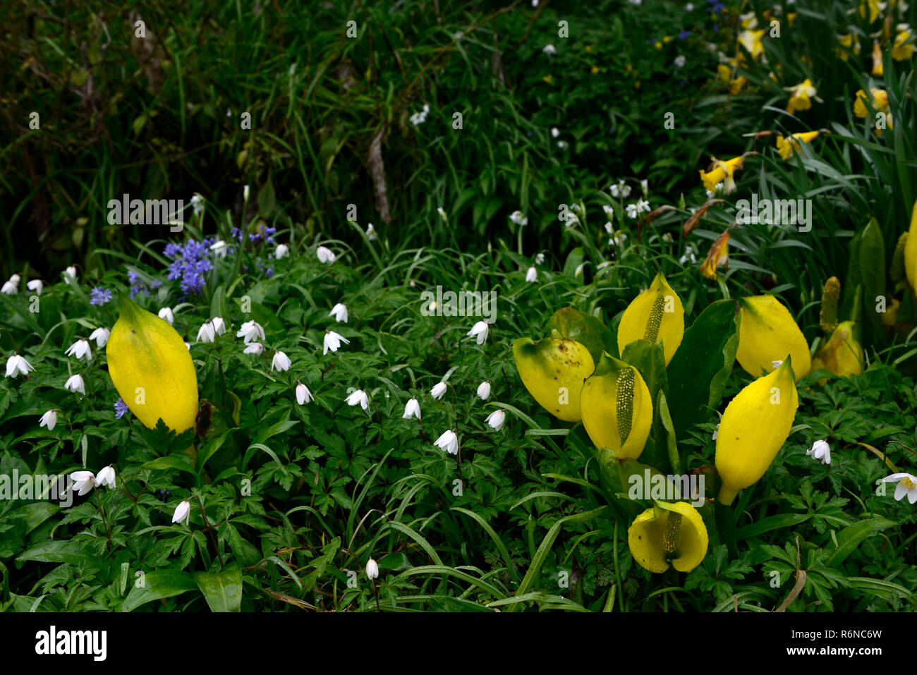 Lysichiton americanus,yellow,skunk cabbage,anemone nemorosa,White Wood Anemone,white,flowers,flowering,bloom,blooming,spring,perennials,bog,water,aqua Stock Photo