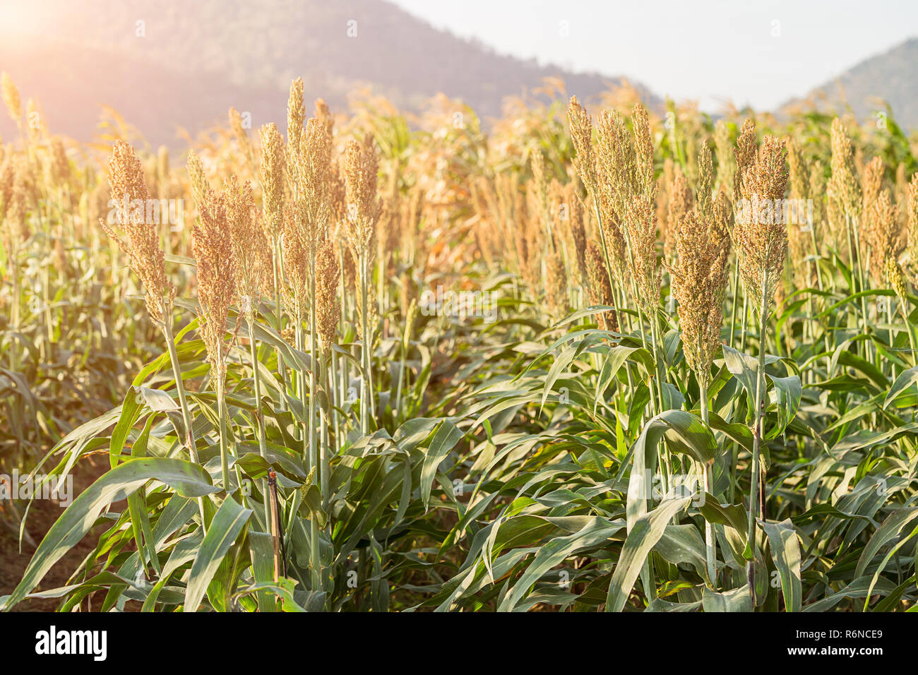 Millet or Sorghum in field of feed for livestock Stock Photo