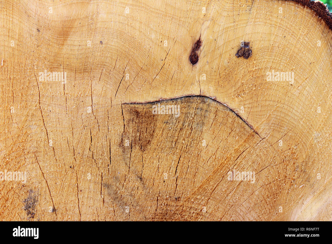 Funny face - grimace on the cut tree trunk - abstract detail of wood texture Stock Photo