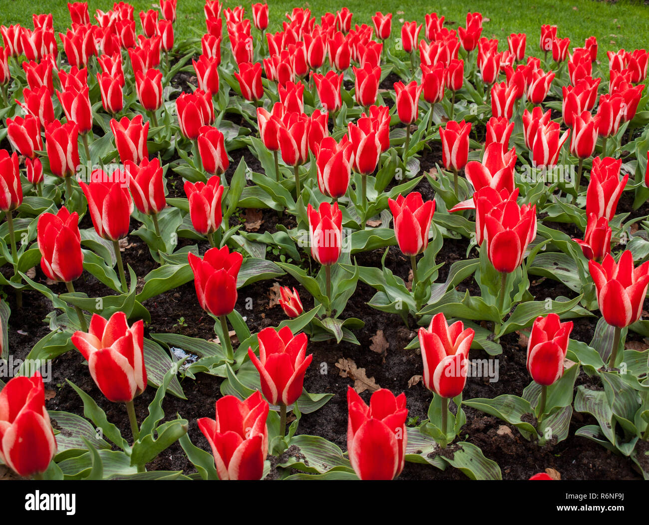 red tulips flowers blooming in a garden Stock Photo - Alamy