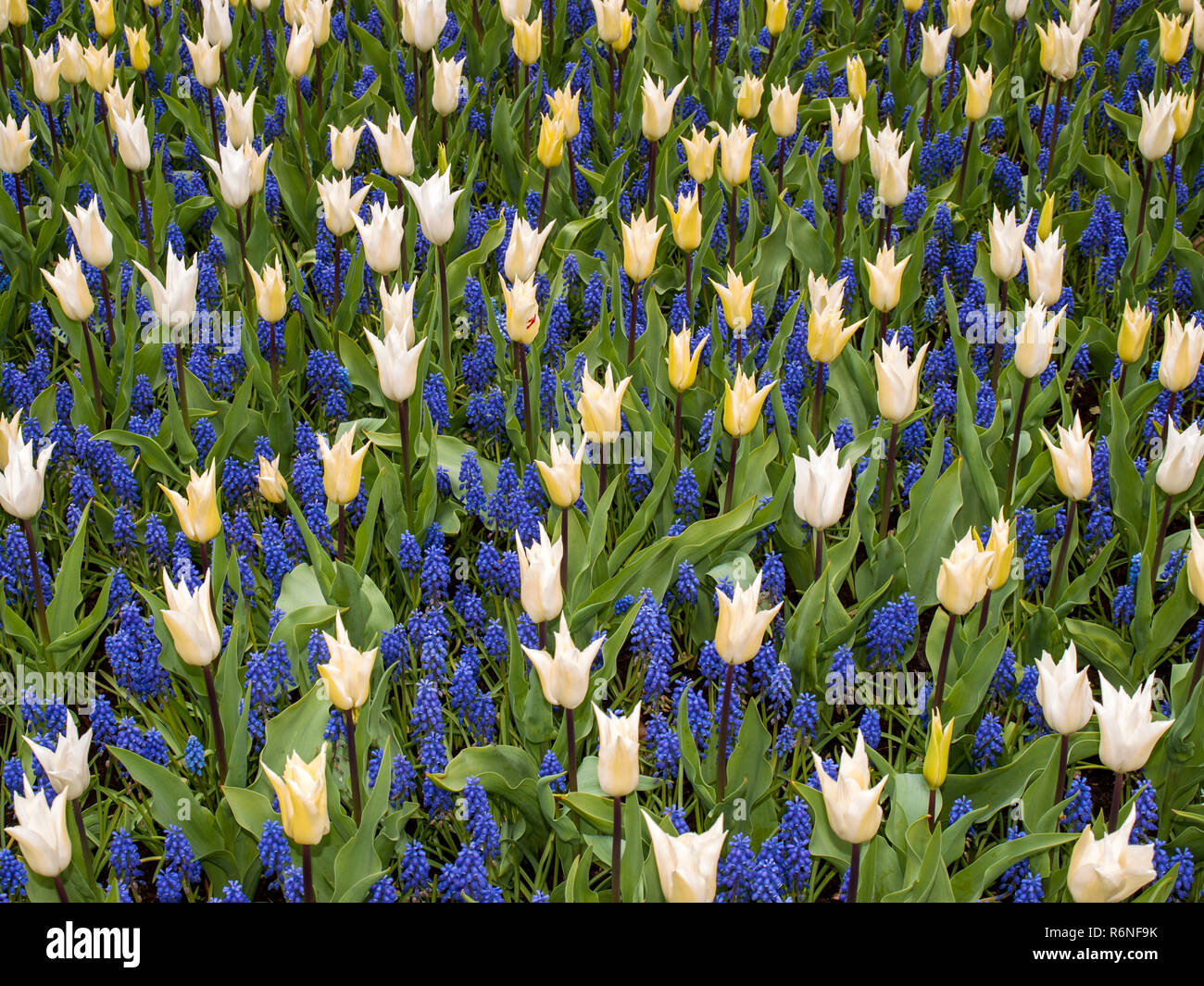 Yellow tulips and blue hyacinth blooming in a garden Stock Photo - Alamy