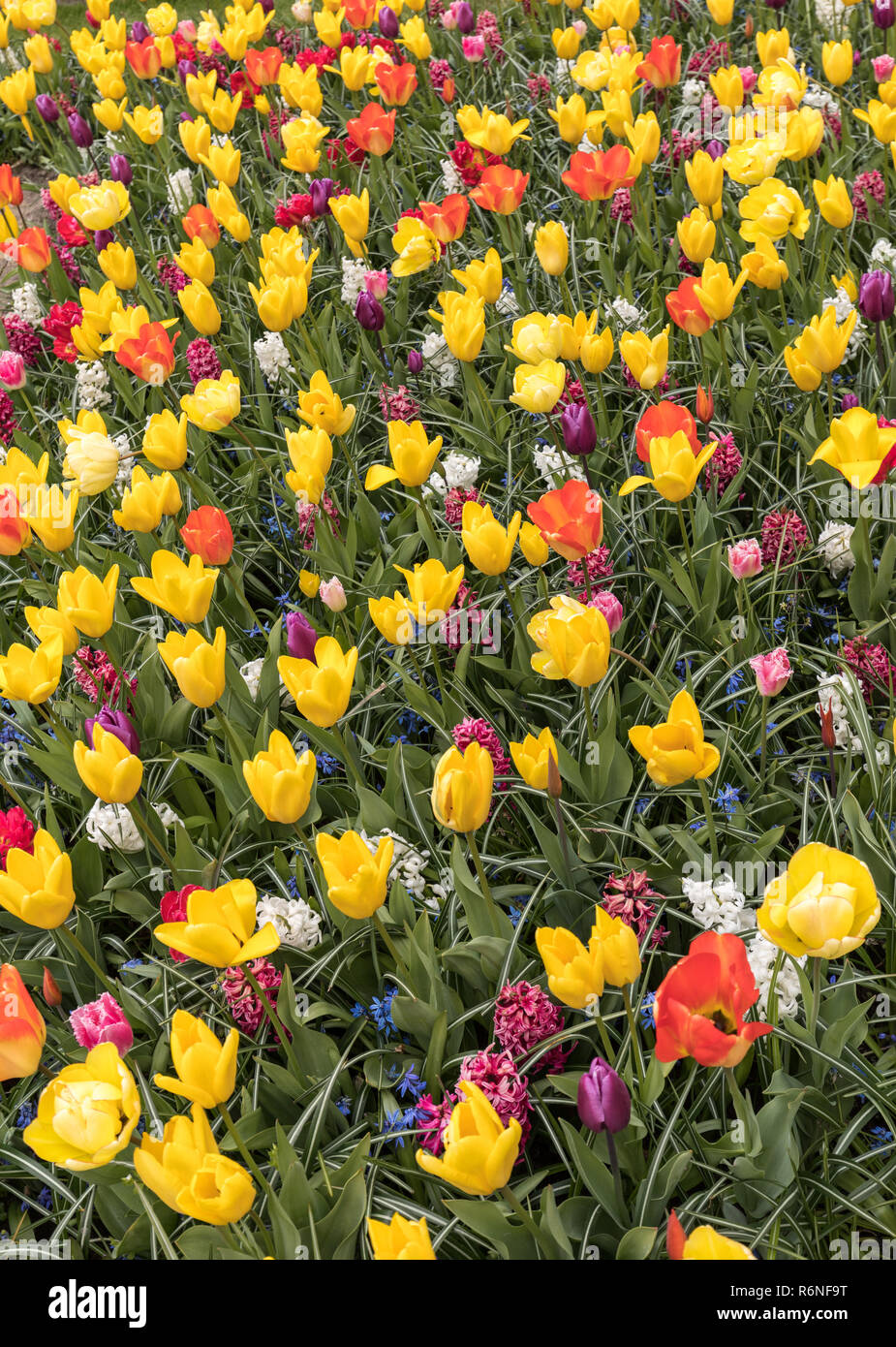 colorful tulips and hyacinth blooming in a garden Stock Photo - Alamy