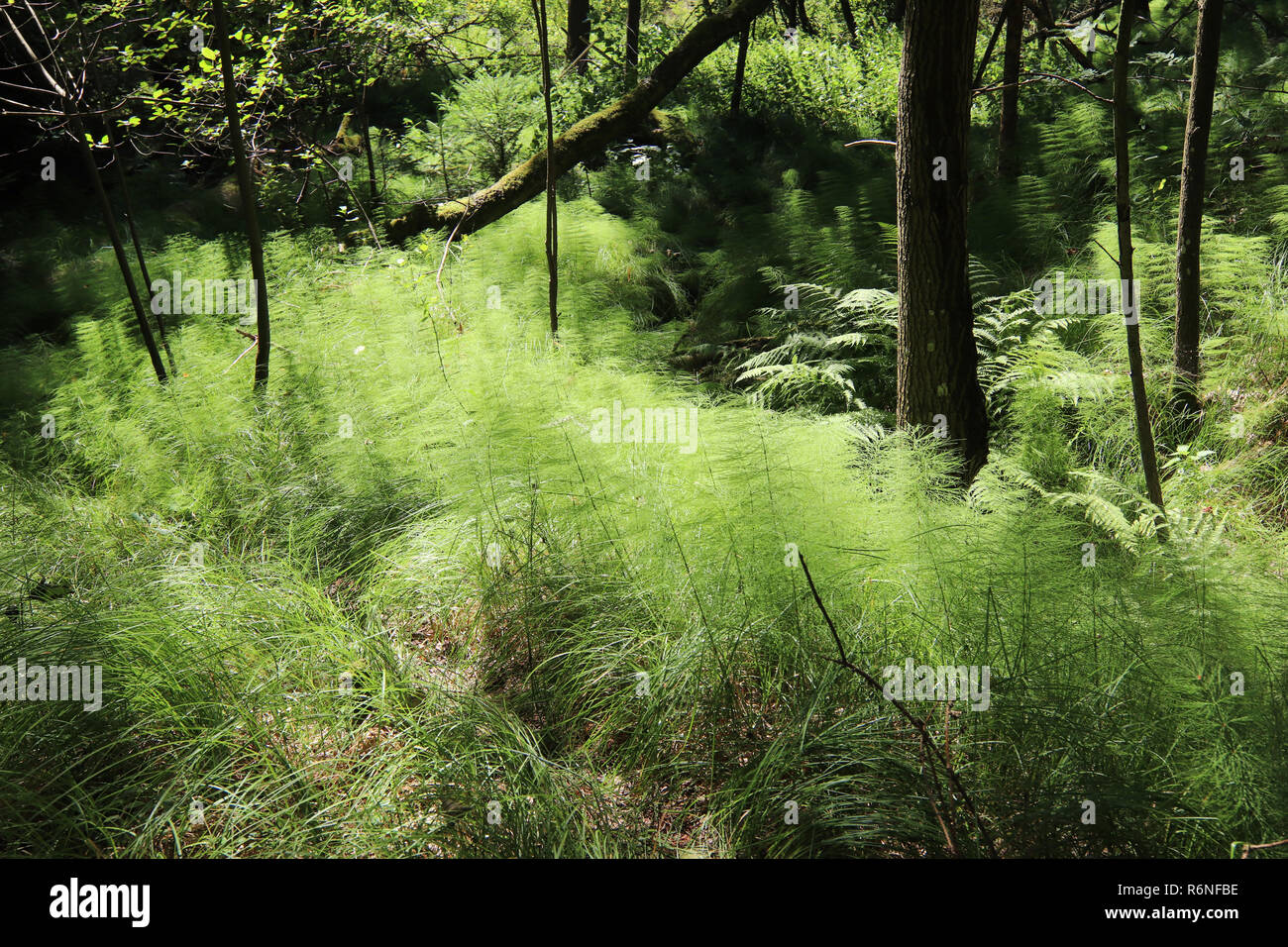 Silent forest still life with horsetail Stock Photo