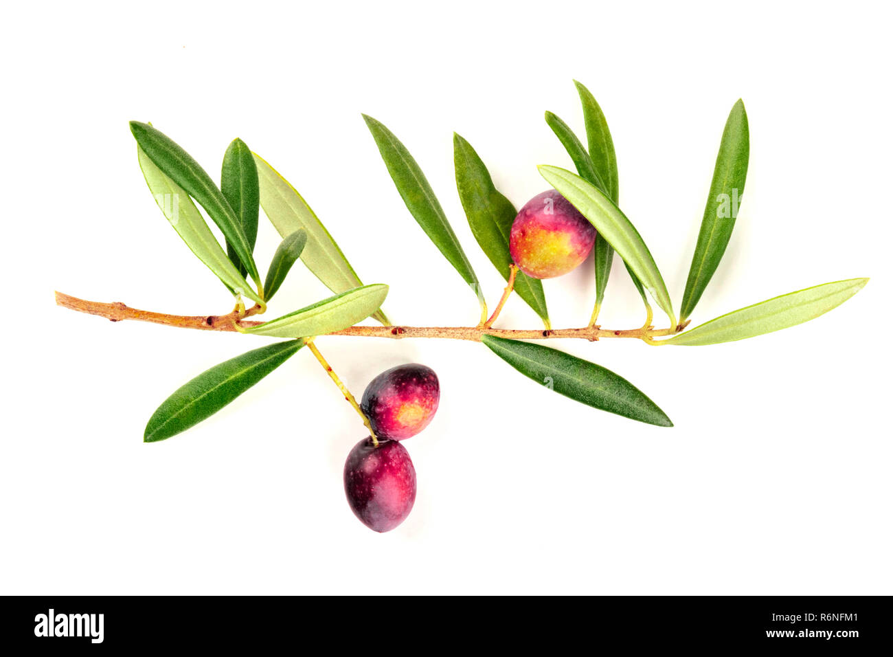 A photo of a vibrant green olive tree branch with berries, shot from above on a white background Stock Photo