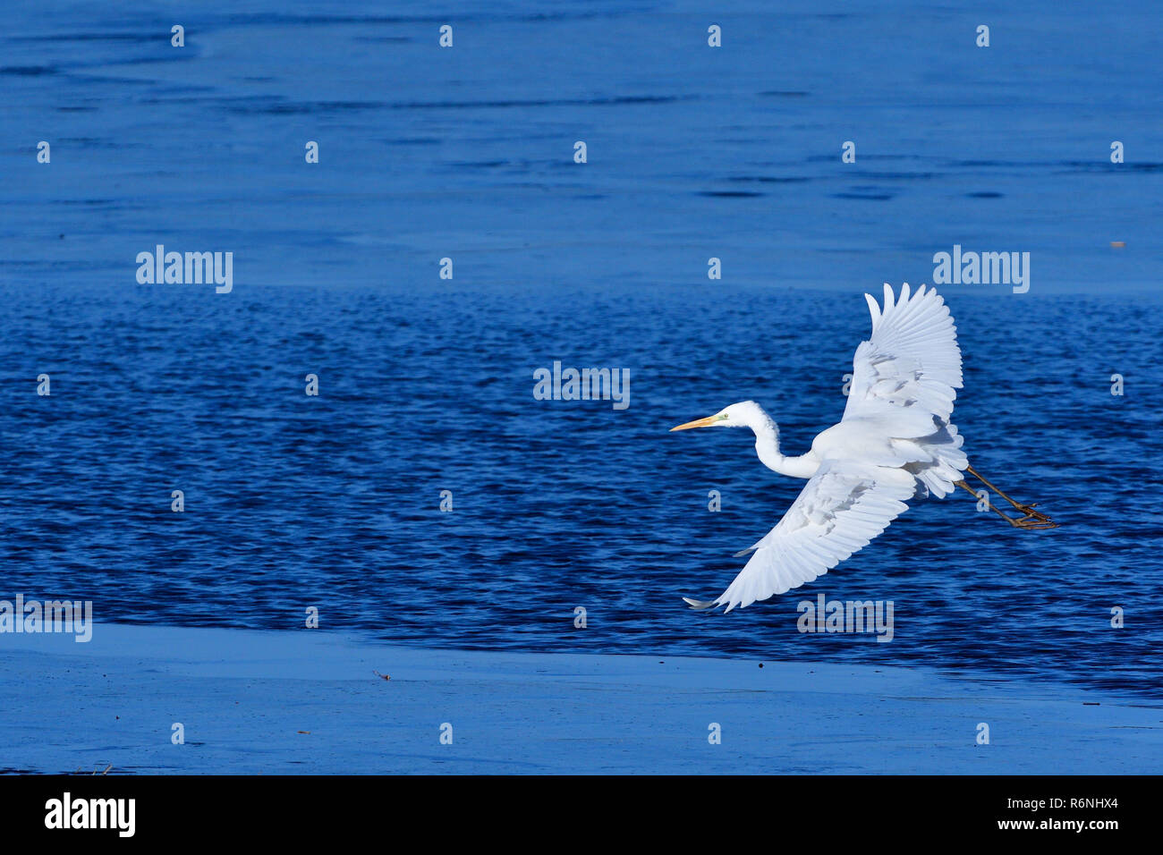 great egret in flight Stock Photo