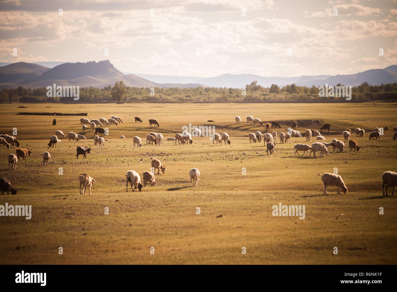 Sheep and goats in Mongolia Stock Photo - Alamy