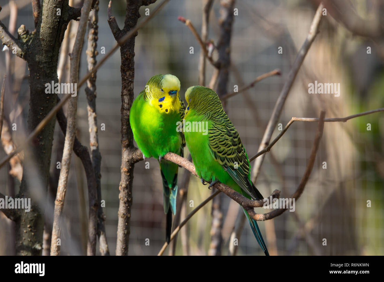 Budgerigars Bird Couple on Branch