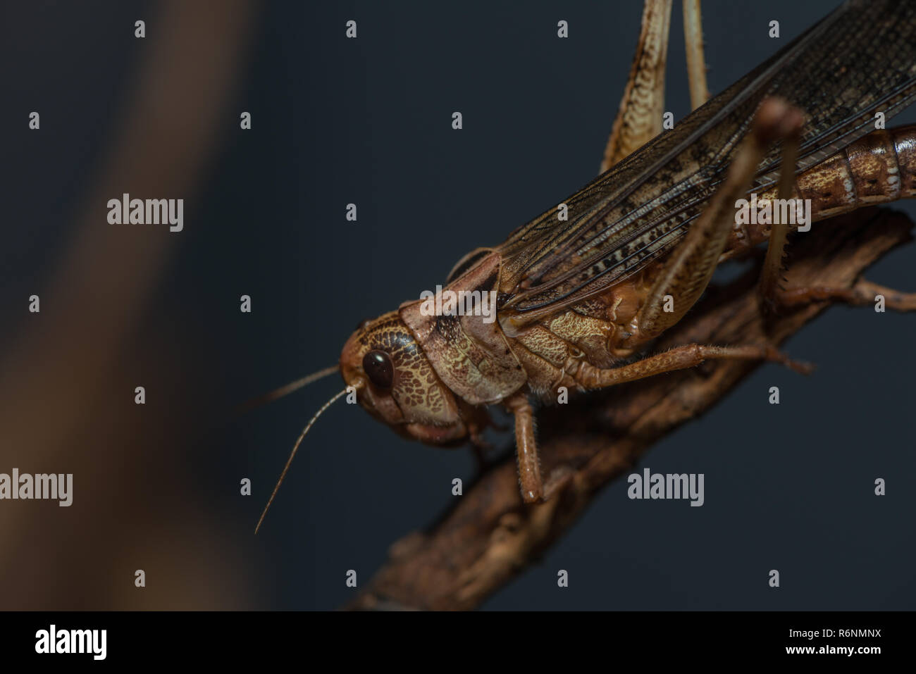 locust on a branch Stock Photo