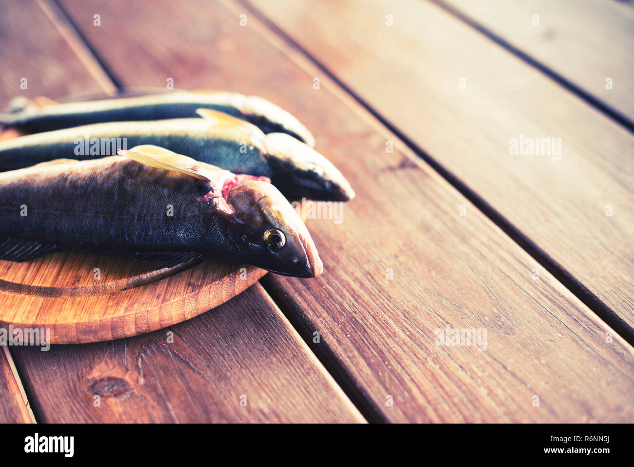 The catch of fresh sea fish lies on a cutting Board on a wooden table in the kitchen. Selective focus copy space Stock Photo