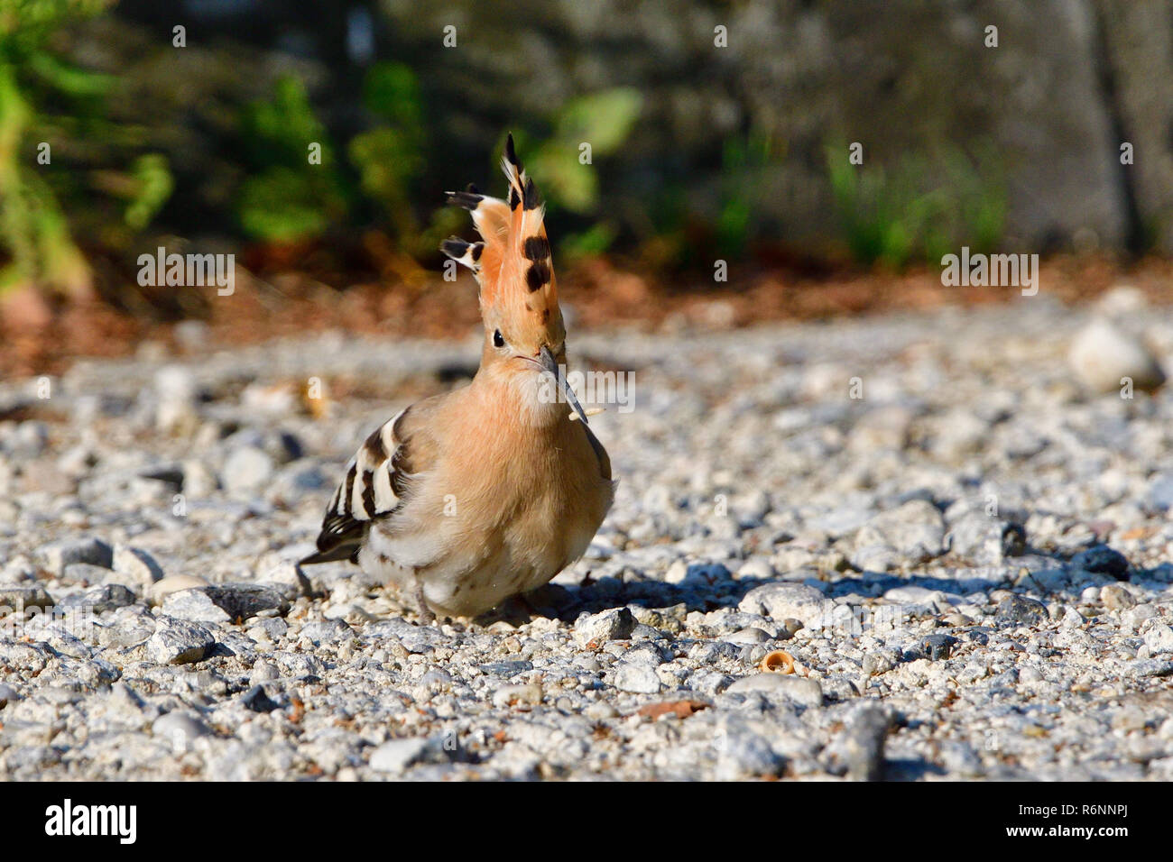 hoopoe in the foraging Stock Photo