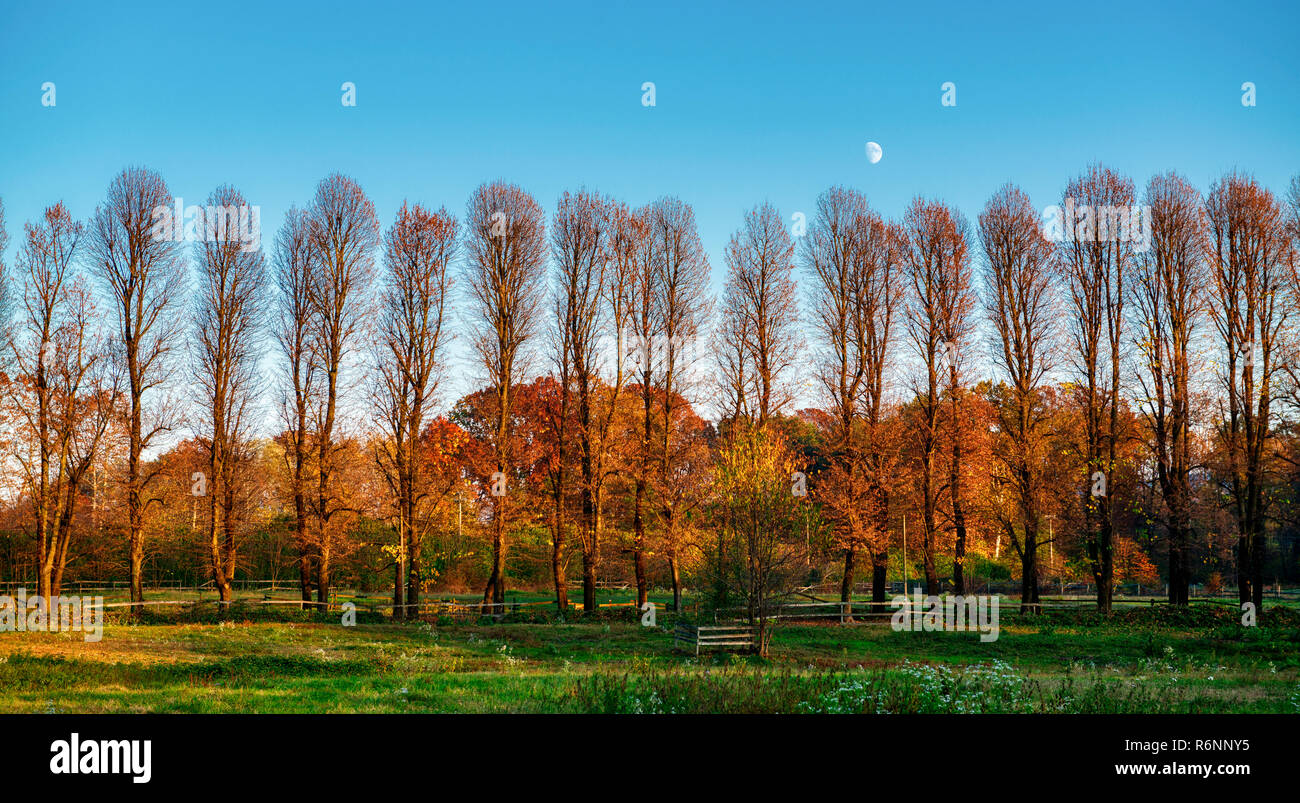 Moon over the trees illuminated by the Sun in autumn season with green meadow in foreground Stock Photo