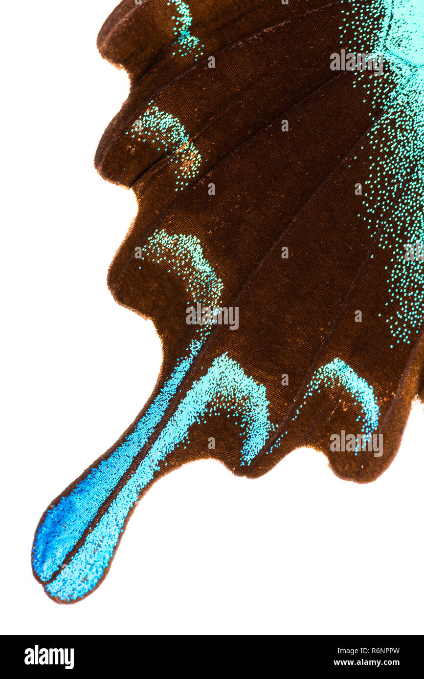 Peacock swallowtail (Papilio Blumei) wing Stock Photo Alamy