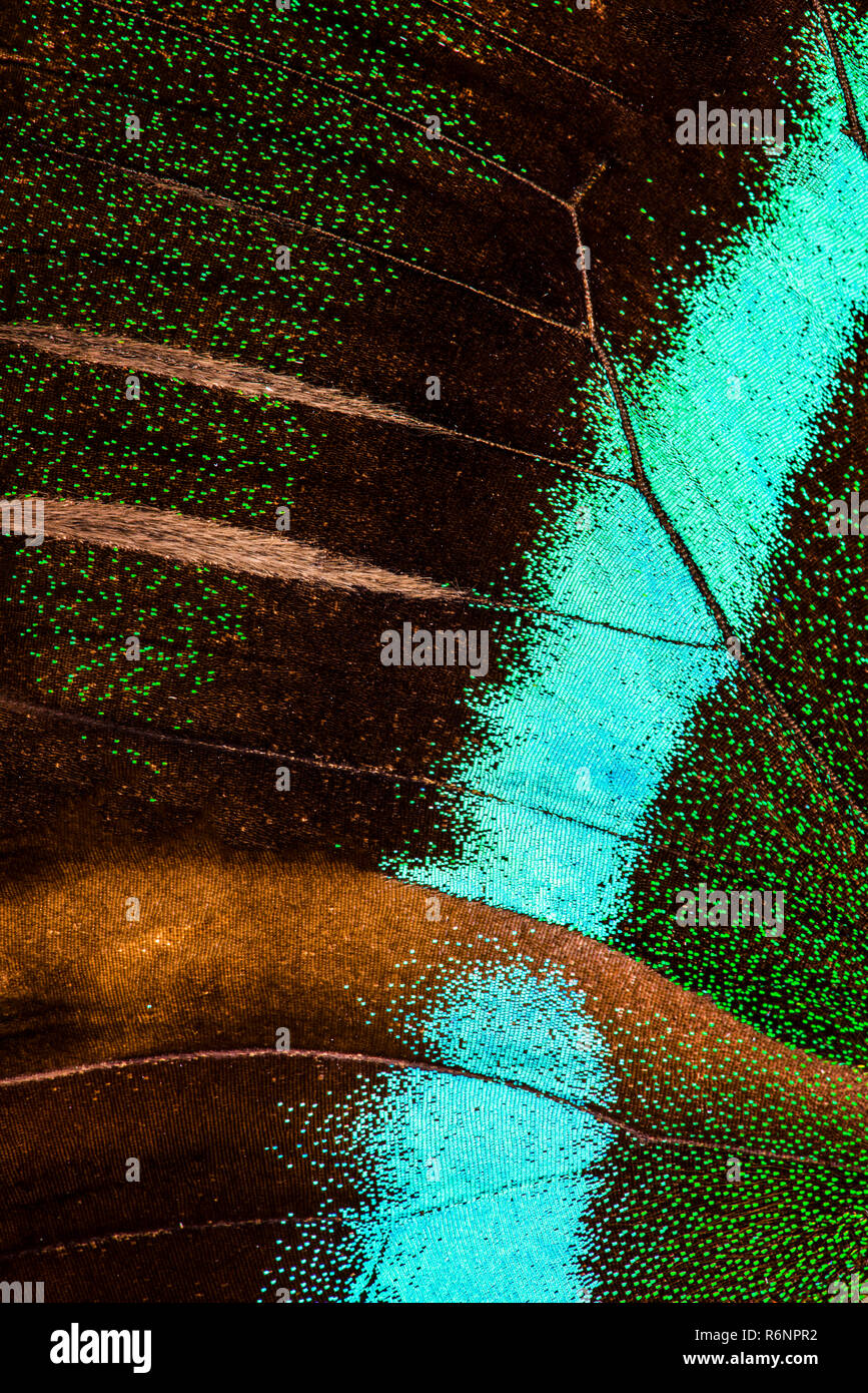 Peacock swallowtail (Papilio Blumei) wing Stock Photo Alamy