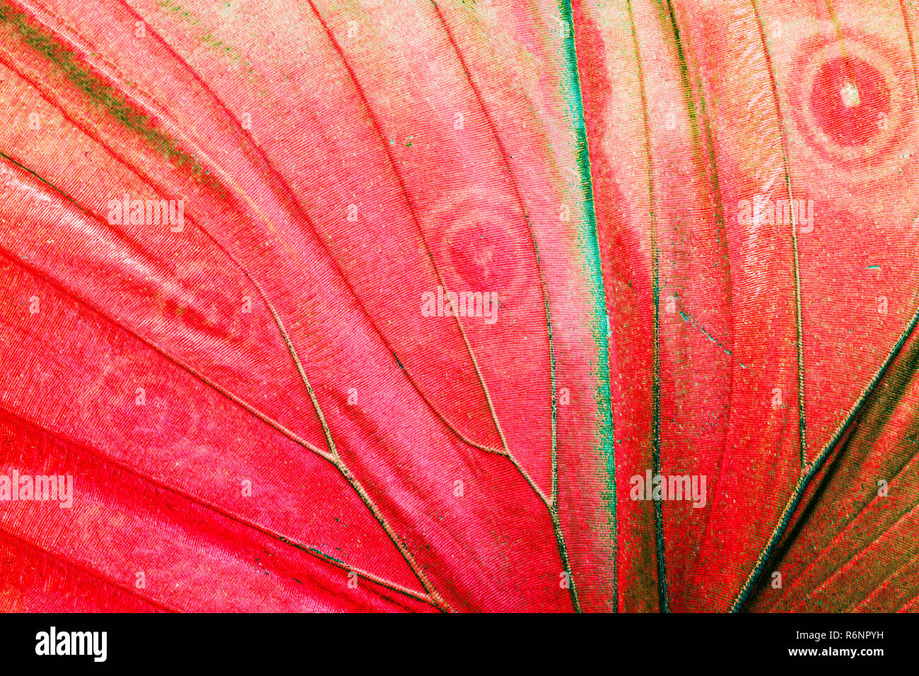 Detail of a butterfly wing Stock Photo Alamy
