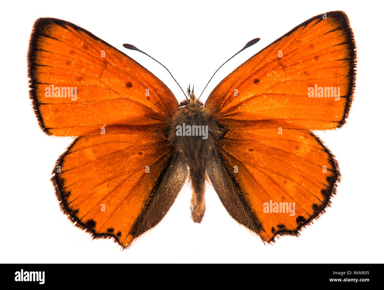 Male large copper butterfly isolated Stock Photo