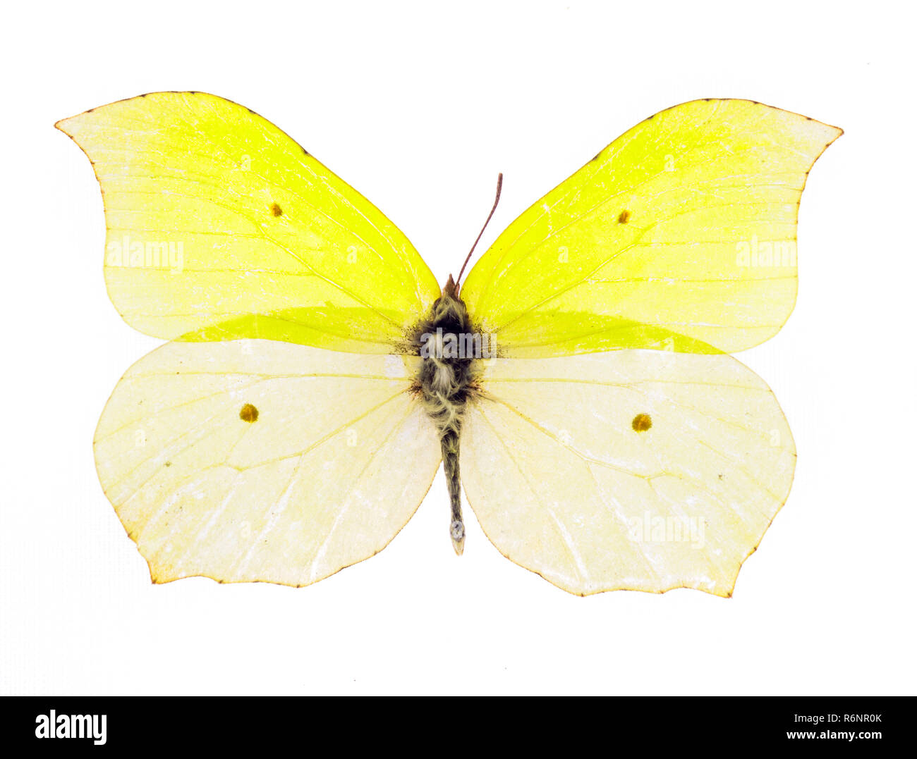 Common brimstone butterfly Stock Photo
