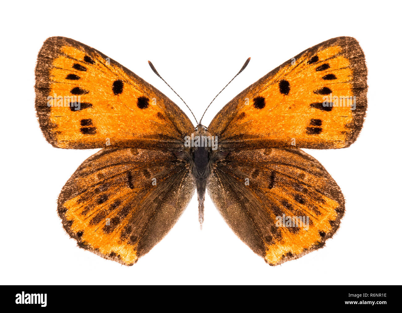 Female large copper butterfly isolated Stock Photo