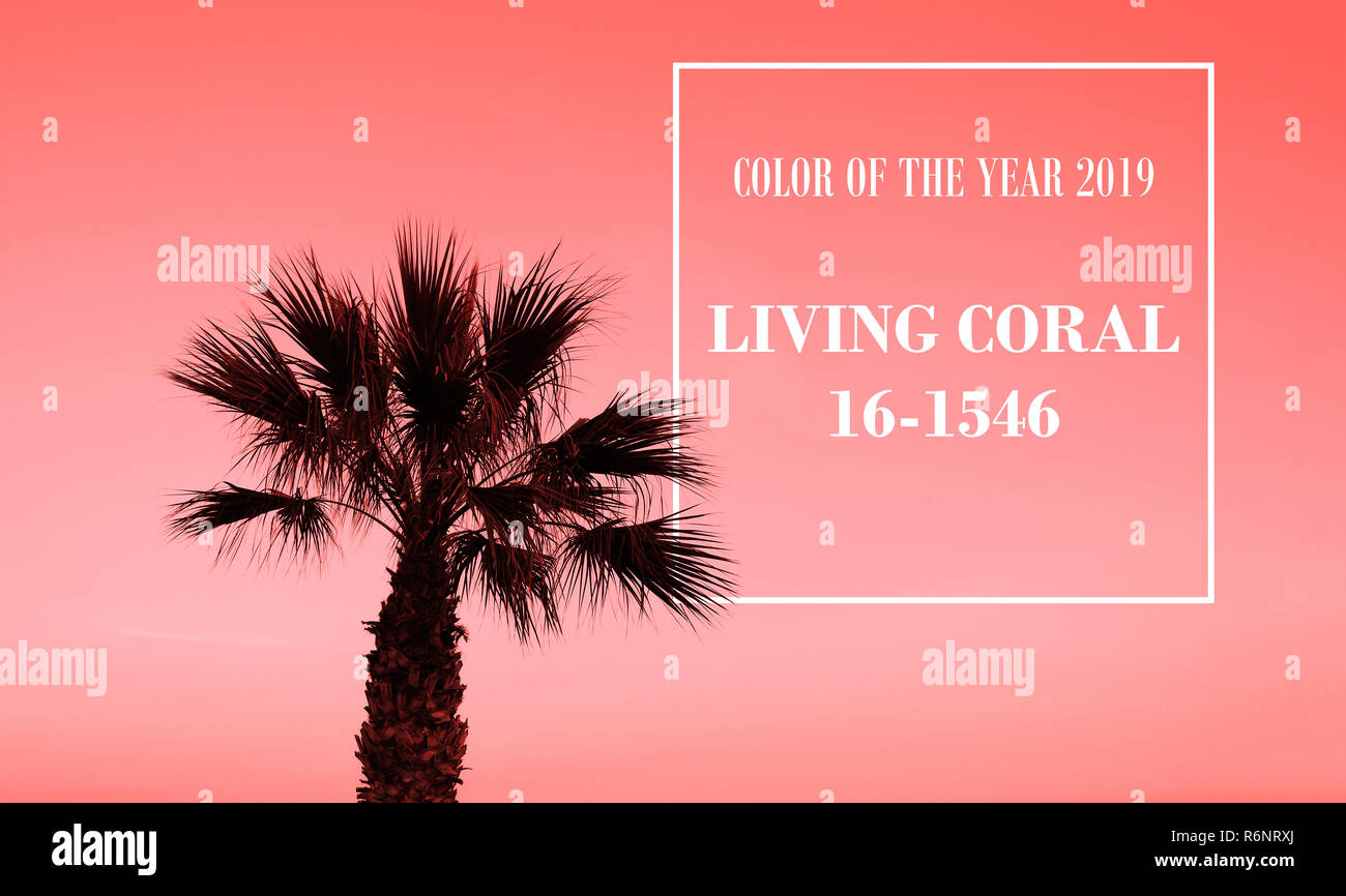Living Coral - Color of the Year 2019. Silhouette of Palm tree on coral background. Stock Photo