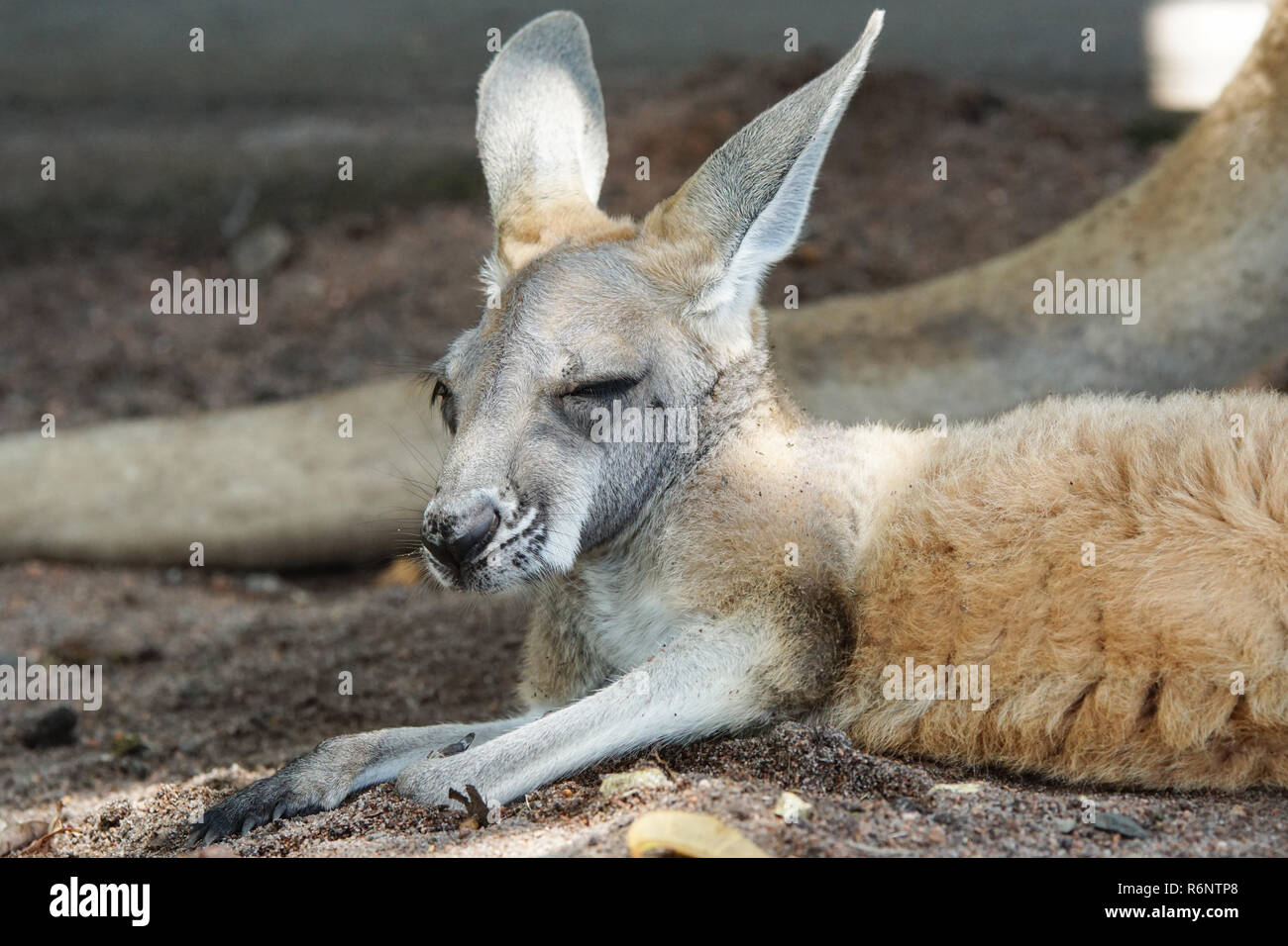 Rotes Riesenkänguru, Macropus rufus Stock Photo Alamy