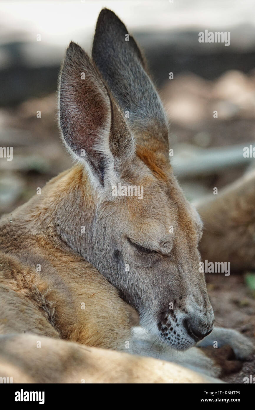 Rotes Riesenkänguru, Macropus rufus Stock Photo Alamy