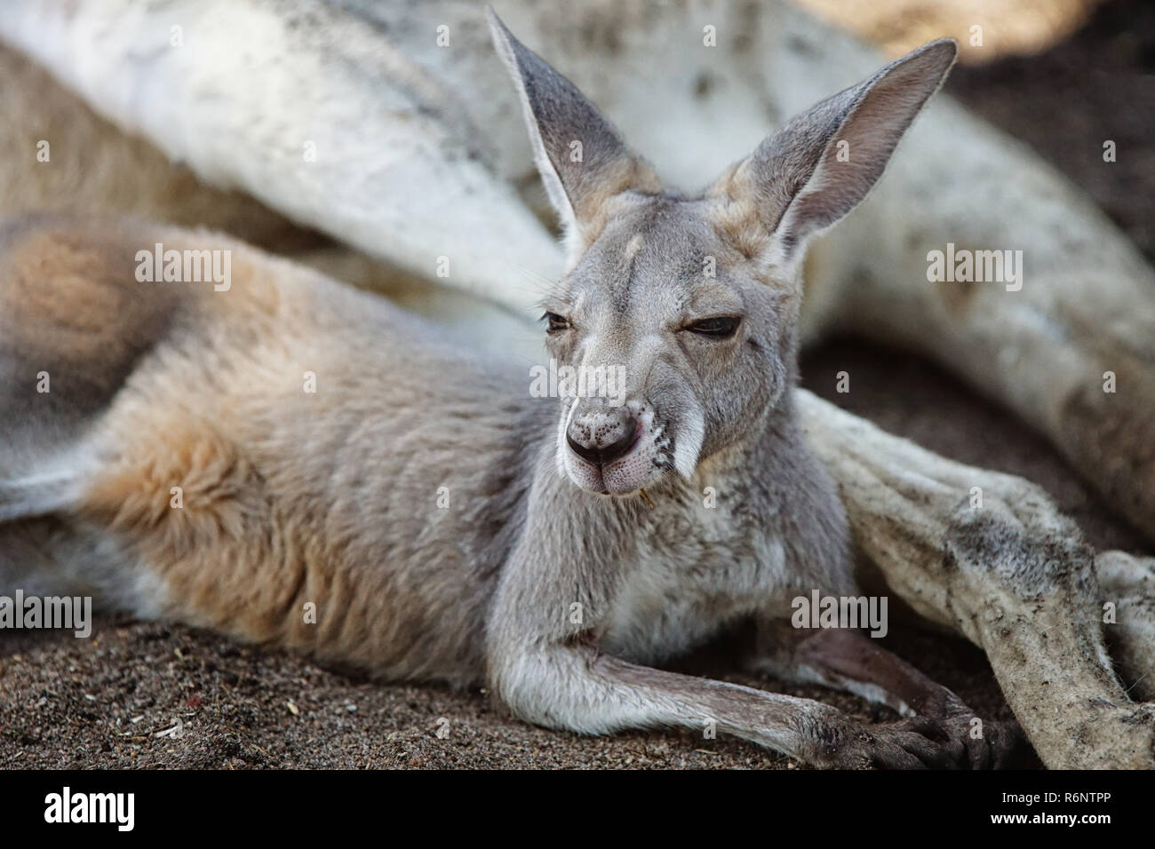 Rotes Riesenkänguru, Macropus rufus Stock Photo Alamy