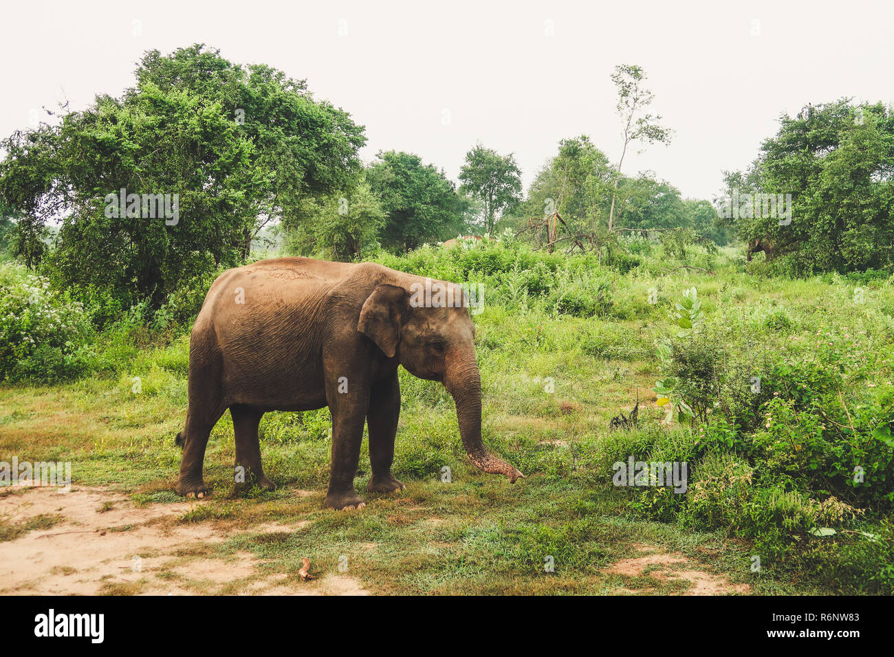 Asian Elephant inside the udawalawe national park, Sri Lanka Stock Photo