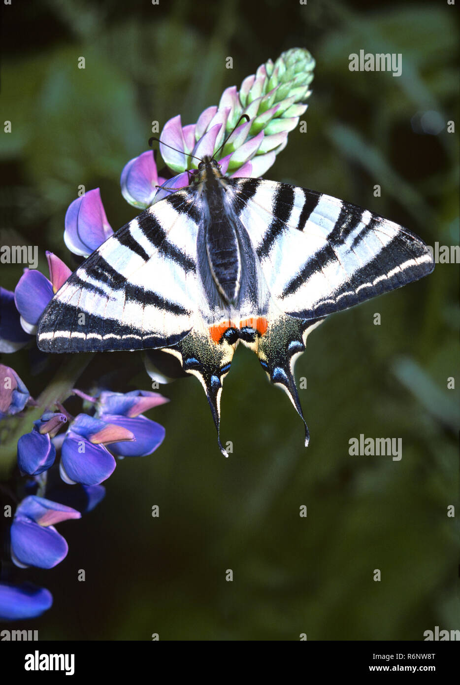 Segelfalter, Frühjahrsgeneration, mit geöffneten Flügeln auf Lupine Blüten. Scarce swallowtail with opened wings on lupin blossom. Stock Photo