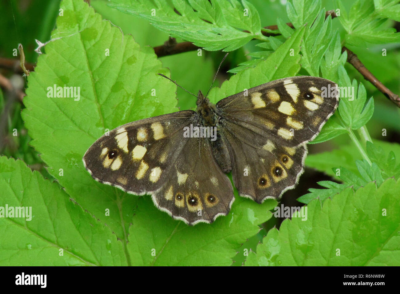 Waldbrettspiel, Pararge aegeria, Speckled wood Stock Photo