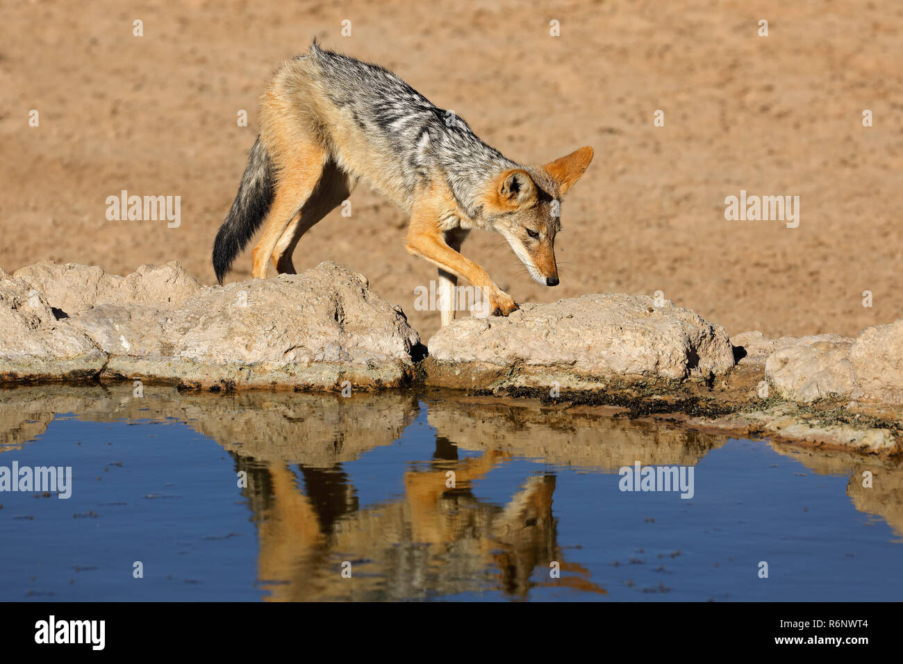 Black-backed jackal at a waterhole Stock Photo