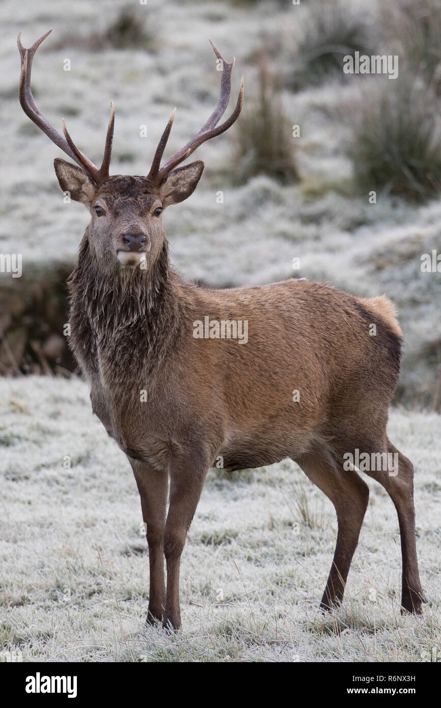 Red deer stag in the Highlands of Scotland Stock Photo