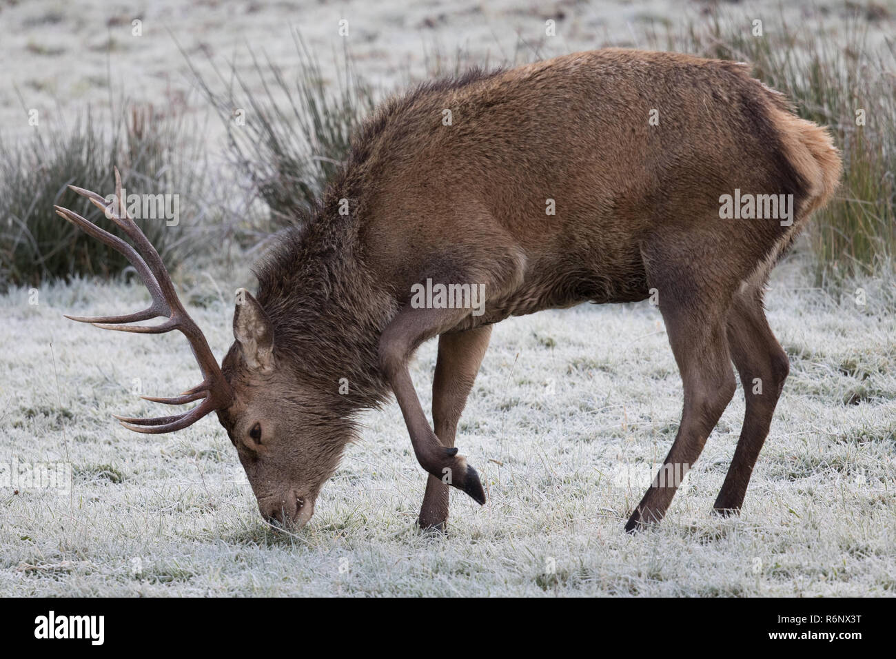 Red deer stag in the Highlands of Scotland Stock Photo