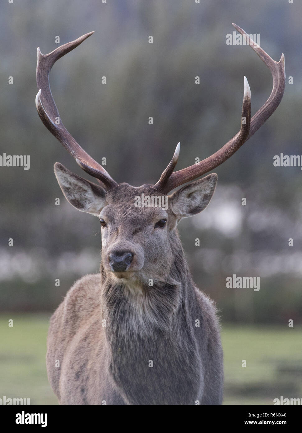 Red deer stag in the Highlands of Scotland Stock Photo