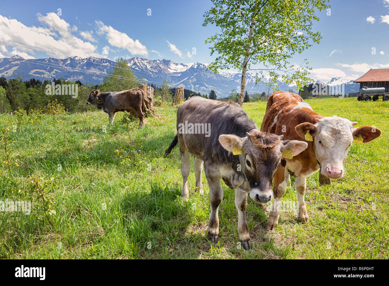 young bavarian cows on a meadow Stock Photo