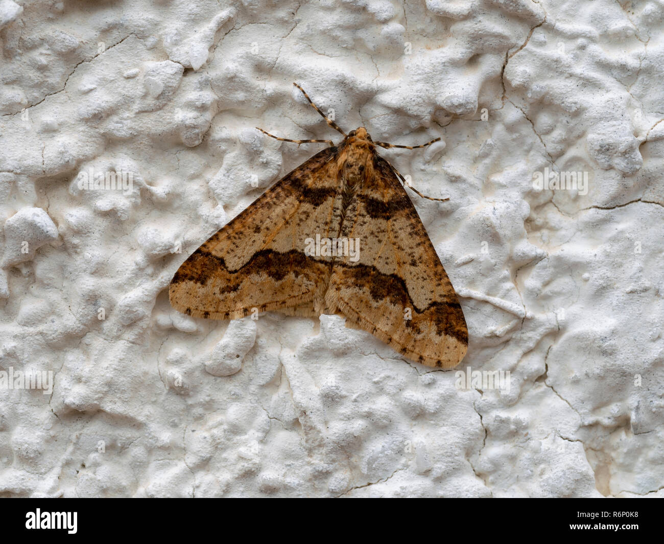 Mottled Umber Erannis defoliaria. late autumn moth. Stock Photo